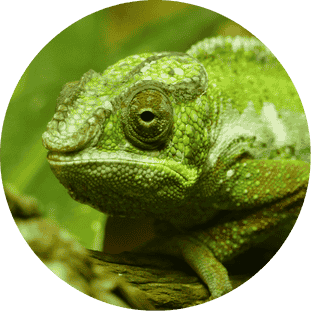 Illustration de formation accessibles et adaptées : un caméléon